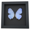 Framed Mother of Pearl Butterfly Morpho sulkowski Taxidermy Moonlight Display