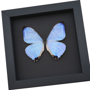 Framed Mother of Pearl Butterfly Morpho sulkowski Taxidermy Moonlight Display