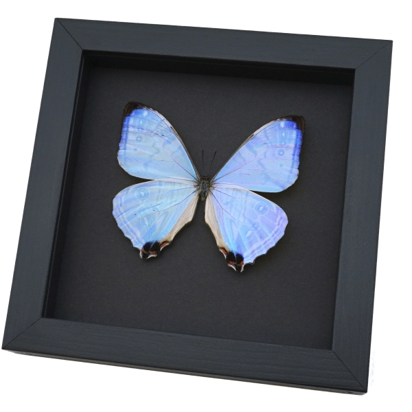 Framed Mother of Pearl Butterfly Morpho sulkowski Taxidermy Moonlight Display