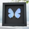 Framed Mother of Pearl Butterfly Morpho sulkowski Taxidermy Moonlight Display
