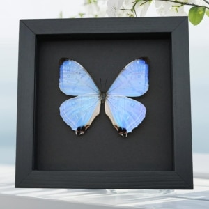 Framed Mother of Pearl Butterfly Morpho sulkowski Taxidermy Moonlight Display