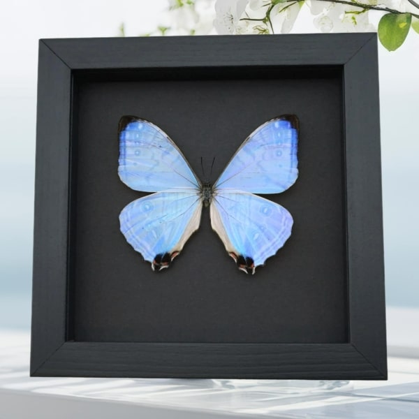 Framed Mother of Pearl Butterfly Morpho sulkowski Taxidermy Moonlight Display