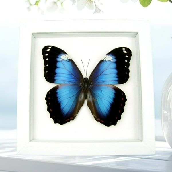 Violet Butterfly Morpho helenor violaceus Framed Taxidermy Vibrant White Display