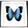 Violet Butterfly Morpho helenor violaceus Framed Taxidermy Vibrant White Display