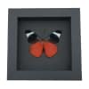 Red Flasher Butterfly Panacea prola Verso Framed Taxidermy Moonlight Display