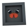 Red Flasher Butterfly Panacea prola Verso Framed Taxidermy Moonlight Display