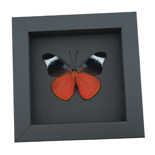 Red Flasher Butterfly Panacea prola Verso Framed Taxidermy Moonlight Display