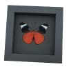 Red Flasher Butterfly Panacea prola Verso Framed Taxidermy Moonlight Display