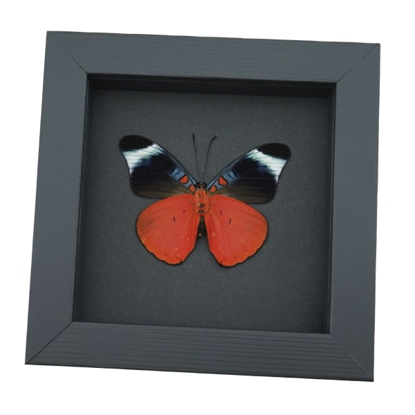 Red Flasher Butterfly Panacea prola Verso Framed Taxidermy Moonlight Display