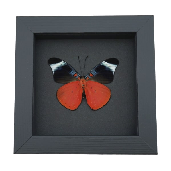 Red Flasher Butterfly Panacea prola Verso Framed Taxidermy Moonlight Display