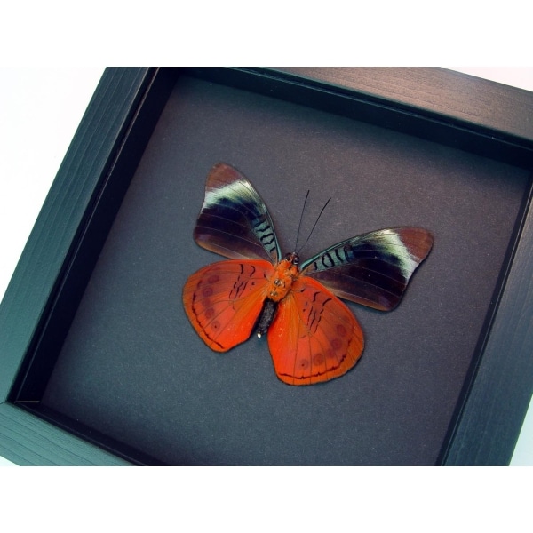 Framed Panacea regina Verso Queen Flasher Butterfly Moonlight Display Framed Taxidermy