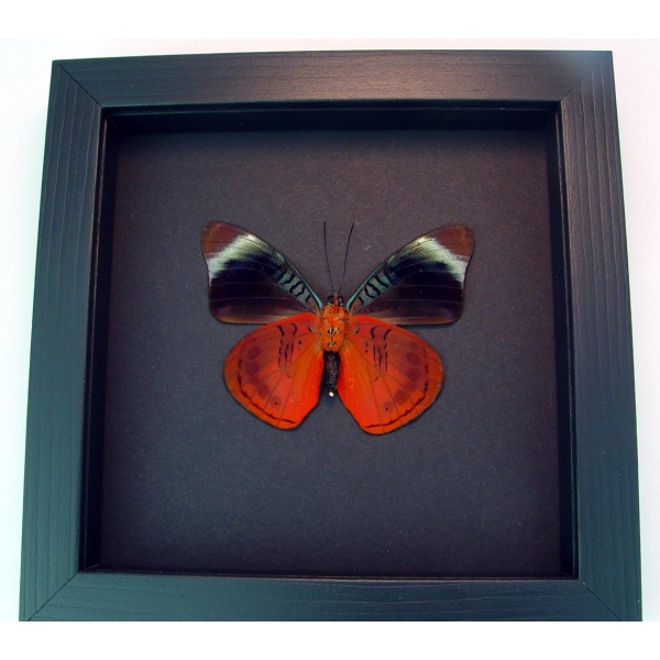 Framed Panacea regina Verso Queen Flasher Butterfly Moonlight Display