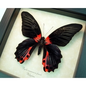 Papilio rumanzovia female Scarlet Mormon Butterfly ooak