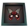 Scarlet Mormon Butterfly Papilio rumanzovia female verso Framed Taxidermy Moonlight Display
