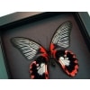 Scarlet Mormon Butterfly Papilio rumanzovia female verso Framed Taxidermy Moonlight Display