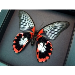 Scarlet Mormon Butterfly Papilio rumanzovia female verso Framed Taxidermy Moonlight Display