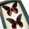 Papilio rumanzovia Pair Scarlett Mormon Red Black Butterflies Framed Taxidermy Display