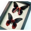 Papilio rumanzovia Pair Scarlett Mormon Red Black Butterflies Framed Taxidermy Display