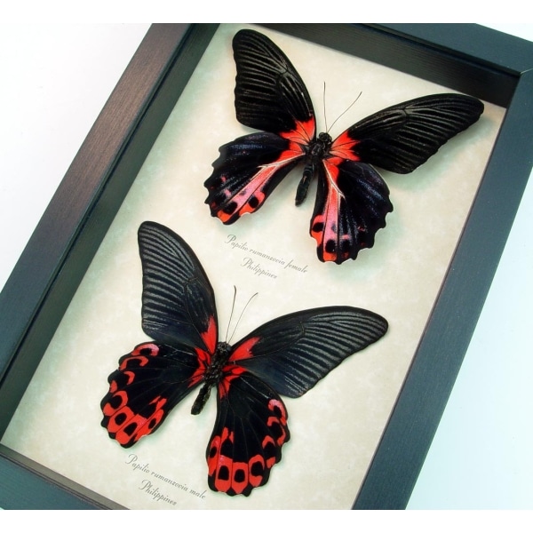Papilio rumanzovia Pair Scarlett Mormon Red Black Butterflies Framed Taxidermy Display