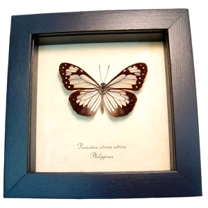 Framed Glasswing Butterfly Parantica vitrina Taxidermy Display