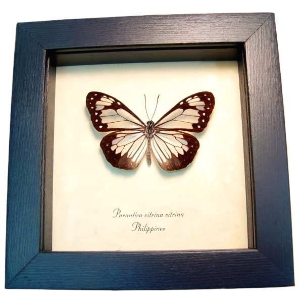 Framed Glasswing Butterfly Parantica vitrina Taxidermy Display