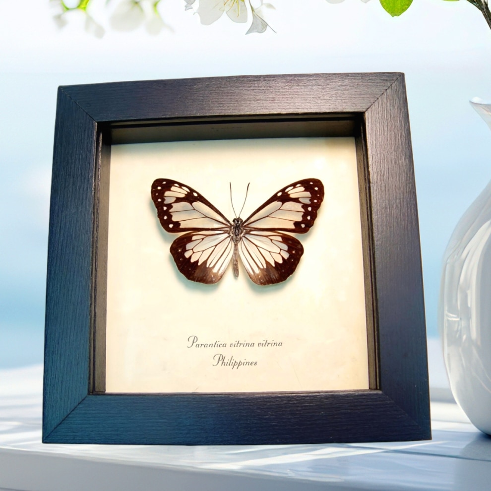 Framed Glasswing Butterfly Parantica vitrina Taxidermy Display