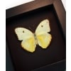 Cloudless Sulphur Phoebis Sennae Female White Form Moonlight Display Framed Taxidermy