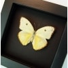Cloudless Sulphur Phoebis Sennae Female White Form Moonlight Display Framed Taxidermy