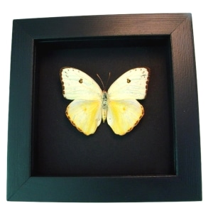 Cloudless Sulphur Butterfly Phoebis Sennae Female White Form Framed Taxidermy Moonlight Display