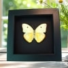 Cloudless Sulphur Butterfly Phoebis Sennae Female White Form Framed Taxidermy Moonlight Display