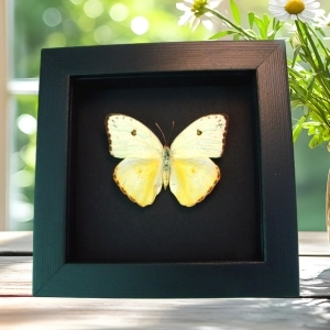 Cloudless Sulphur Butterfly Phoebis Sennae Female White Form Framed Taxidermy Moonlight Display