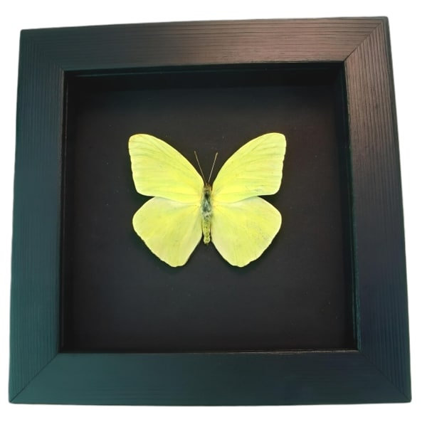 Cloudless Sulphur Butterfly Phoebis Sennae Male Framed Taxidermy Moonlight Display