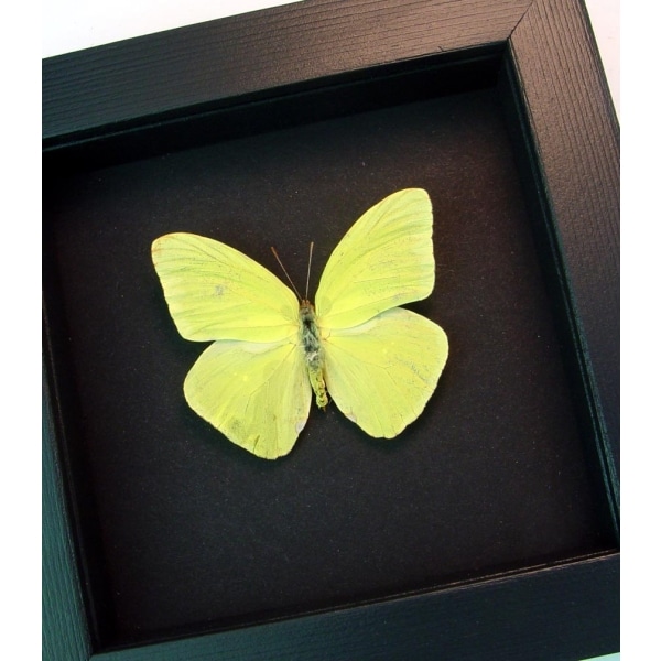Cloudless Sulphur Phoebis Sennae Male Moonlight Display Framed Taxidermy