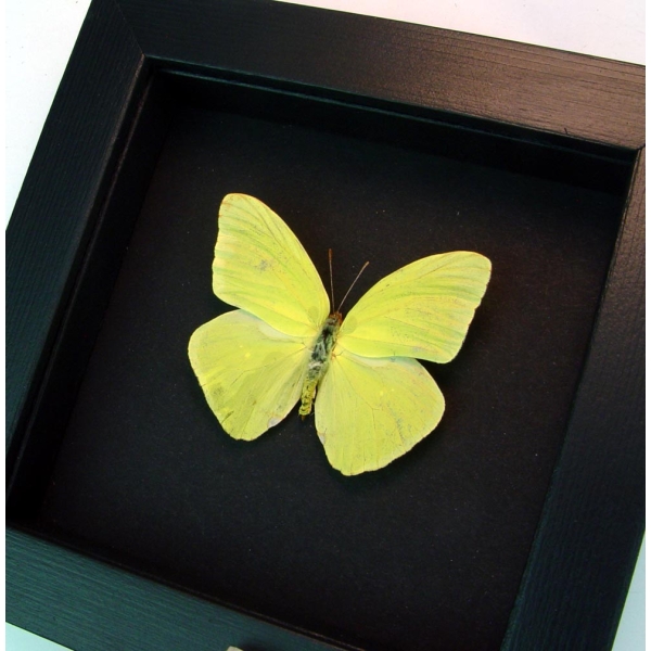 Cloudless Sulphur Phoebis Sennae Male Moonlight Display Framed Taxidermy