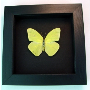 Cloudless Sulphur Phoebis Sennae Male Moonlight Display Framed Taxidermy