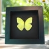 Cloudless Sulphur Butterfly Phoebis Sennae Male Framed Taxidermy Moonlight Display