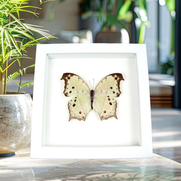 Salamis parhassus Mother Of Pearl Framed Butterfly Taxidermy Vibrant White Display Salamis parhassus Mother Of Pearl Framed Butterfly Taxidermy Vibrant White Display