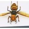 Murder Hornet Vespa mandarinia japonica Asian Hornet Framed Taxidermy Classic Black Display
