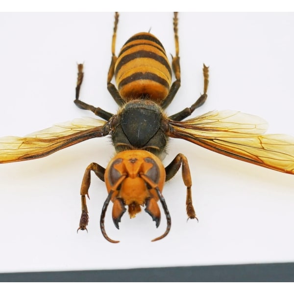Murder Hornet Vespa mandarinia japonica Asian Hornet Framed Taxidermy Classic Black Display