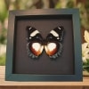 Real Framed Madagascar Diadem Butterfly Hypolimnas dexithea Taxidermy Moonlight Display