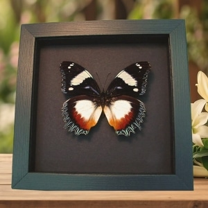 Real Framed Madagascar Diadem Butterfly Hypolimnas dexithea Taxidermy Moonlight Display