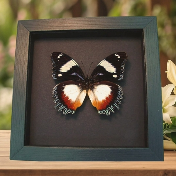 Real Framed Madagascar Diadem Butterfly Hypolimnas dexithea Taxidermy Moonlight Display Real Framed Madagascar Diadem Butterfly Hypolimnas dexithea Taxidermy Moonlight Display