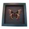 Framed Callosamia promethea Silk Moth Male verso Taxidermy Moonlight Display