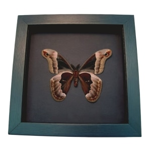 Framed Callosamia promethea Silk Moth Male verso Taxidermy Moonlight Display