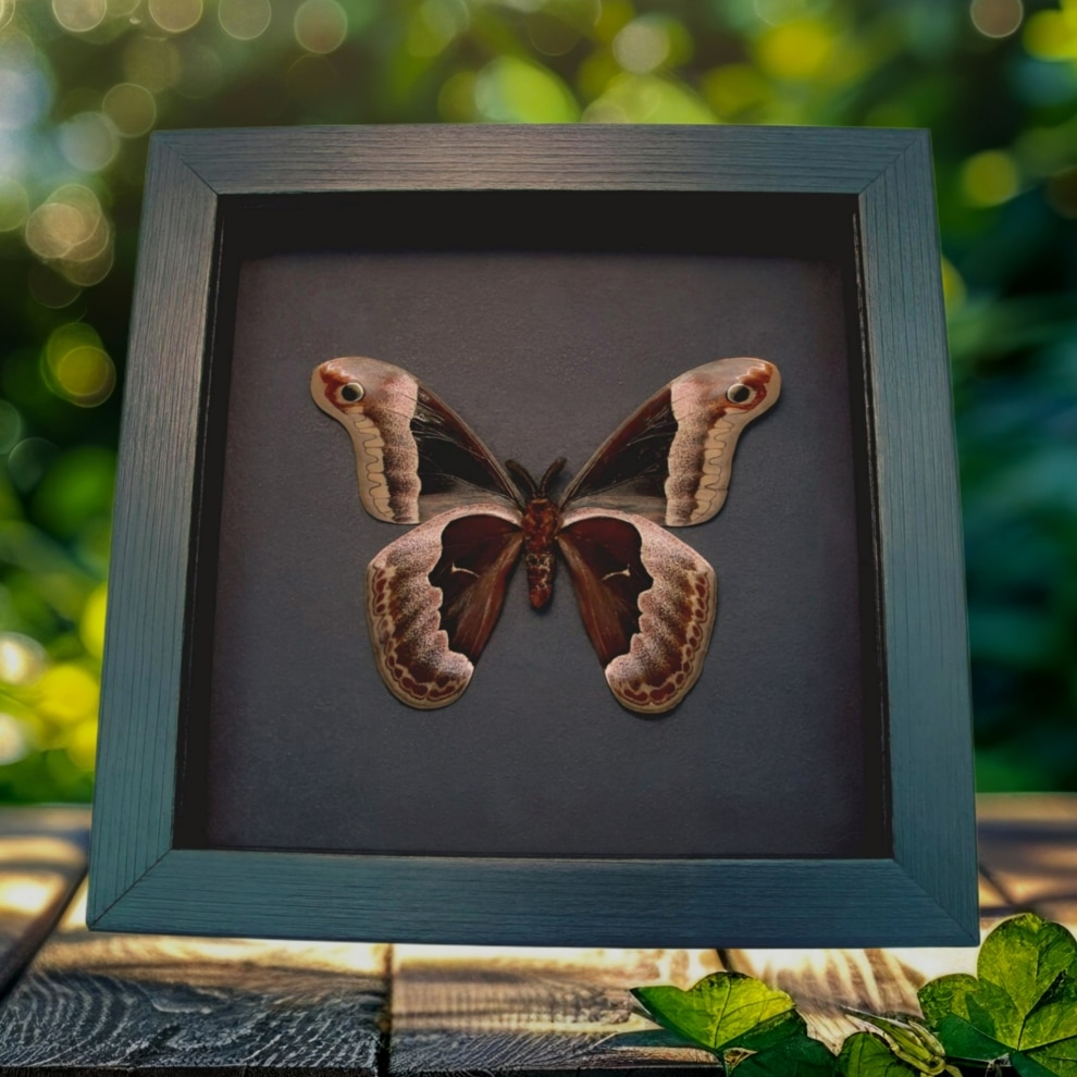 Framed Callosamia promethea Silk Moth Male verso Taxidermy Moonlight Display