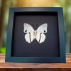 Charaxes hadrianus White African Butterfly Framed Taxidermy Moonlight Display