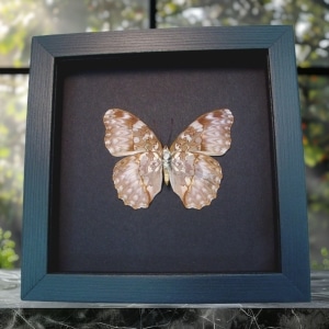 Cymothoe Beckeri Female Verso Butterfly Framed Taxidermy Moonlight Display