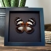 Euxanthe trajanus Forest Queen Butterfly Framed Taxidermy Moonlight Display