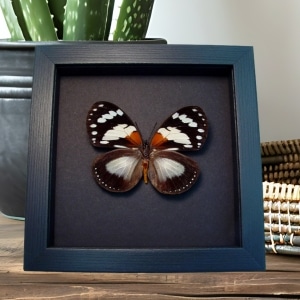 Euxanthe trajanus Forest Queen Butterfly Framed Taxidermy Moonlight Display