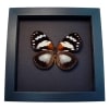 Euxanthe trajanus Forest Queen Butterfly Framed Taxidermy Moonlight Display